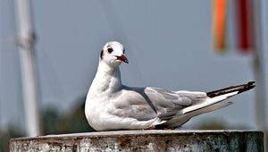 Preview wallpaper seagull, bird, sitting, beak