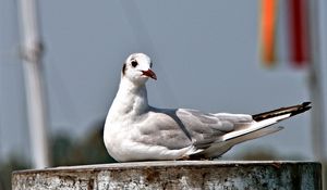 Preview wallpaper seagull, bird, sitting, beak