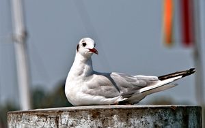 Preview wallpaper seagull, bird, sitting, beak