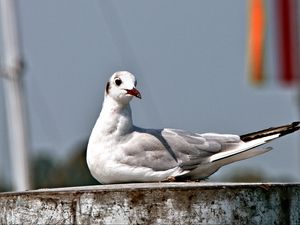 Preview wallpaper seagull, bird, sitting, beak