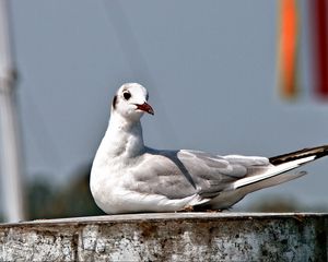 Preview wallpaper seagull, bird, sitting, beak