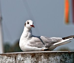 Preview wallpaper seagull, bird, sitting, beak