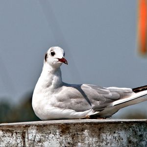 Preview wallpaper seagull, bird, sitting, beak