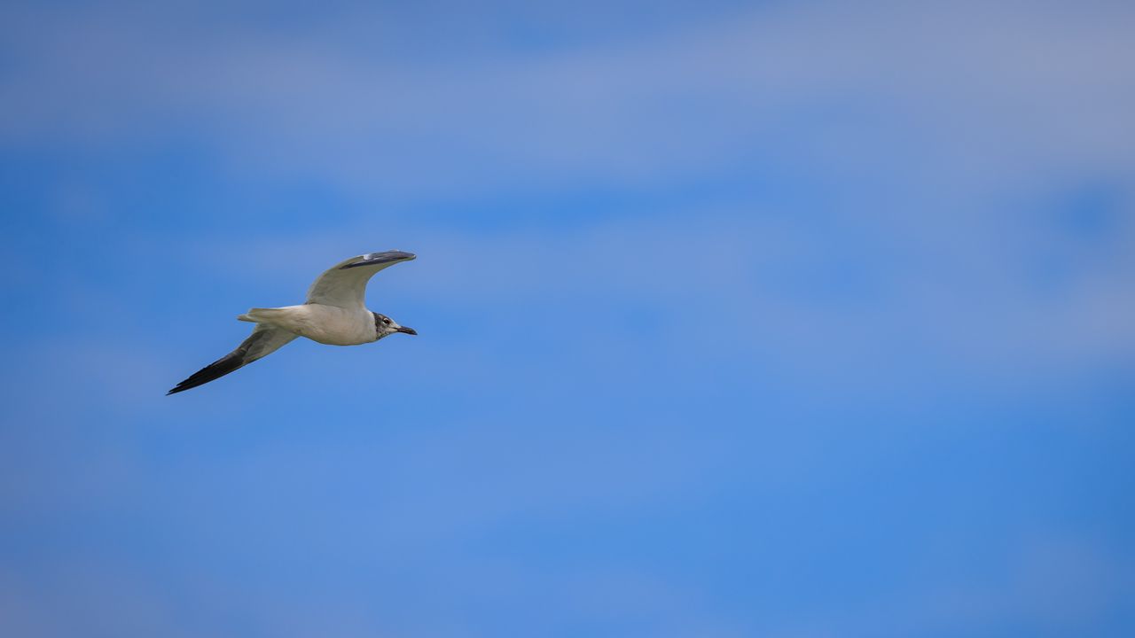 Wallpaper seagull, bird, sky, blue