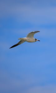 Preview wallpaper seagull, bird, sky, blue