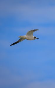 Preview wallpaper seagull, bird, sky, blue