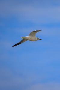 Preview wallpaper seagull, bird, sky, blue