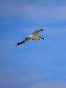 Preview wallpaper seagull, bird, sky, blue