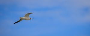 Preview wallpaper seagull, bird, sky, blue