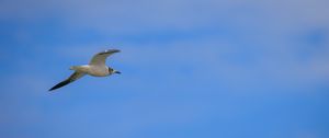 Preview wallpaper seagull, bird, sky, blue