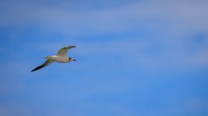 Preview wallpaper seagull, bird, sky, blue