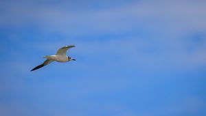 Preview wallpaper seagull, bird, sky, blue