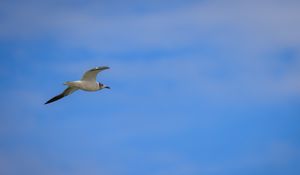 Preview wallpaper seagull, bird, sky, blue