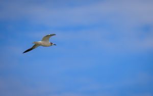 Preview wallpaper seagull, bird, sky, blue