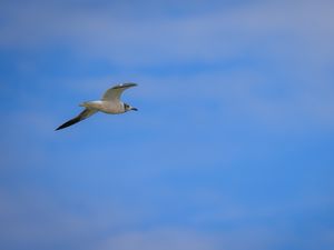 Preview wallpaper seagull, bird, sky, blue