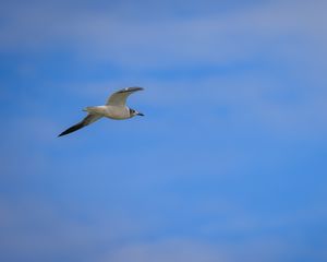 Preview wallpaper seagull, bird, sky, blue