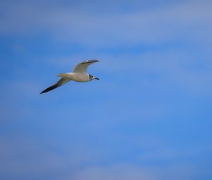 Preview wallpaper seagull, bird, sky, blue