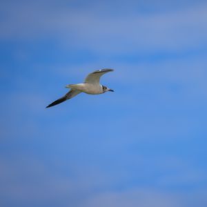 Preview wallpaper seagull, bird, sky, blue