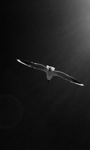 Preview wallpaper seagull, bird, sky, bw