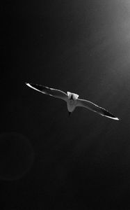 Preview wallpaper seagull, bird, sky, bw