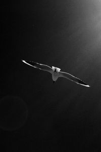 Preview wallpaper seagull, bird, sky, bw