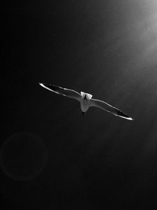 Preview wallpaper seagull, bird, sky, bw