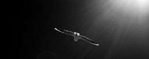 Preview wallpaper seagull, bird, sky, bw