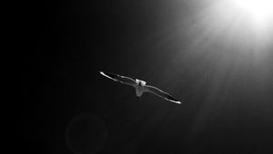 Preview wallpaper seagull, bird, sky, bw