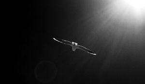 Preview wallpaper seagull, bird, sky, bw