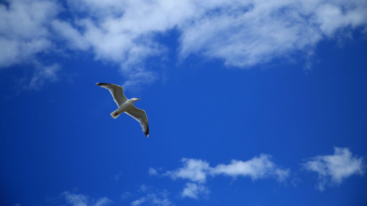 Wallpaper seagull, bird, sky, flight, clouds
