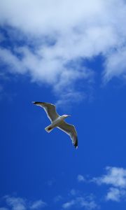 Preview wallpaper seagull, bird, sky, flight, clouds