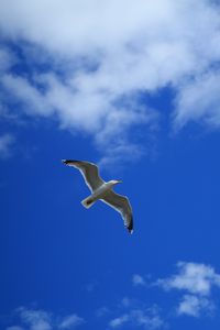 Preview wallpaper seagull, bird, sky, flight, clouds