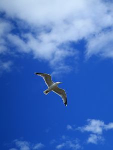 Preview wallpaper seagull, bird, sky, flight, clouds