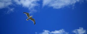 Preview wallpaper seagull, bird, sky, flight, clouds