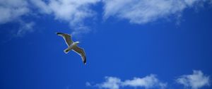 Preview wallpaper seagull, bird, sky, flight, clouds