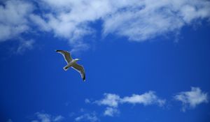 Preview wallpaper seagull, bird, sky, flight, clouds