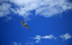 Preview wallpaper seagull, bird, sky, flight, clouds