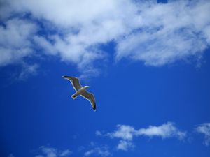 Preview wallpaper seagull, bird, sky, flight, clouds