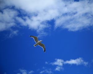 Preview wallpaper seagull, bird, sky, flight, clouds