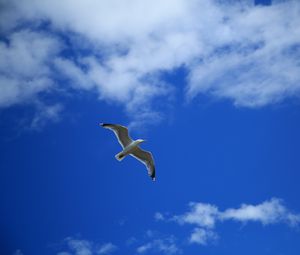 Preview wallpaper seagull, bird, sky, flight, clouds