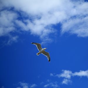 Preview wallpaper seagull, bird, sky, flight, clouds