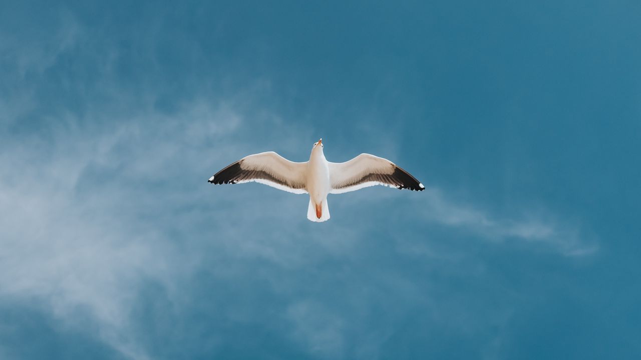Wallpaper seagull, bird, sky, flight, wings