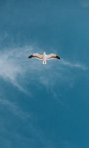 Preview wallpaper seagull, bird, sky, flight, wings