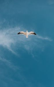 Preview wallpaper seagull, bird, sky, flight, wings