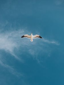 Preview wallpaper seagull, bird, sky, flight, wings