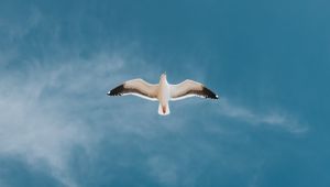 Preview wallpaper seagull, bird, sky, flight, wings