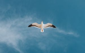 Preview wallpaper seagull, bird, sky, flight, wings
