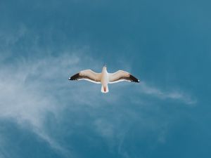 Preview wallpaper seagull, bird, sky, flight, wings