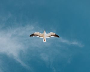 Preview wallpaper seagull, bird, sky, flight, wings