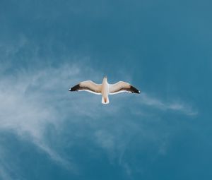 Preview wallpaper seagull, bird, sky, flight, wings